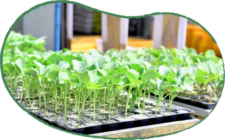 種・苗・農場資材の販売