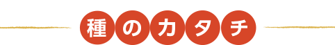 種のカタチ